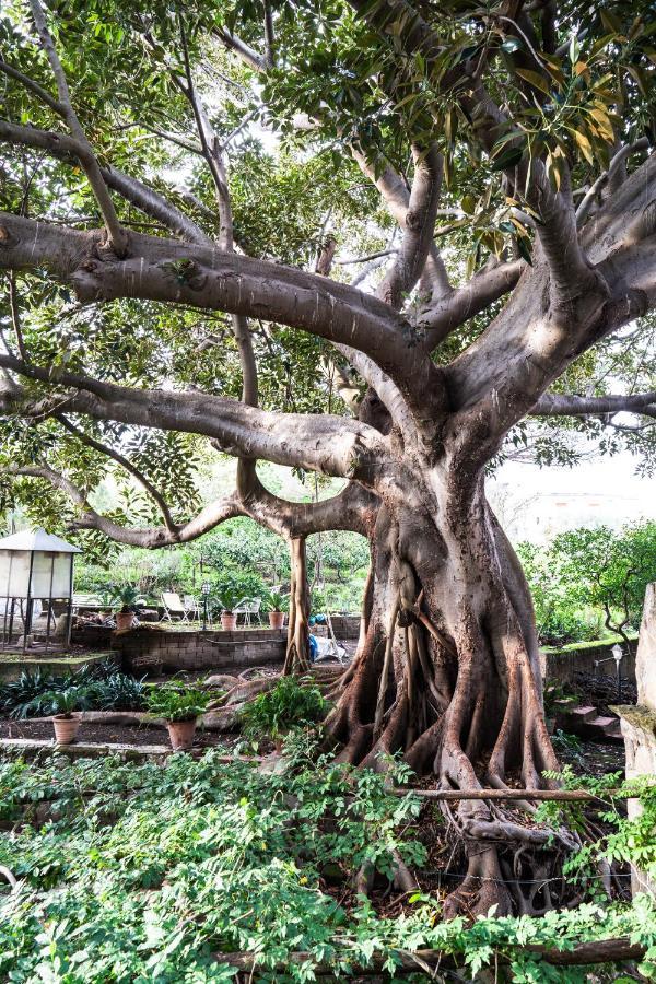 Affittacamere La Magnolia バーコリ エクステリア 写真